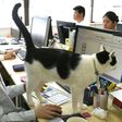 A cat walks across the desk at an IT office in Tokyo, where felines help alleviate stress and anxiety