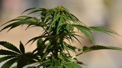 While Cannabis is the most widely used drug in Nigeria, the report also reported the widespread abuse of prescription drugs such as tramadol and cough syrups