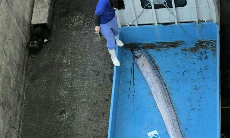 Oarfish live between 200 and 1,000 metres below the surface of the Pacific and the Indian Oceans and their serpentine bodies with red fins give them a dragon-like appearance