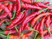 Red hot pepper(Southern Exposure Seed Exchange)
