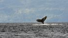 The Whale Album: Why Do Humpbacks Sing?
