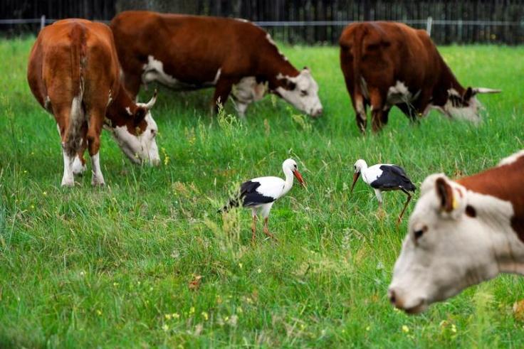 Poland's chief veterinarian told reporters that 2.7 tonnes of suspect beef sold to other EU members was being recalled