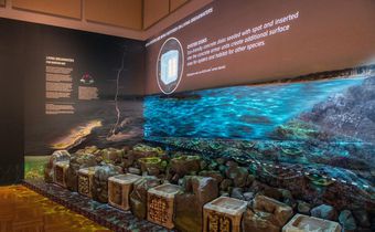 Can Art Help Save the Planet?