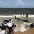 Members of the Sri Lankan Navy and local residents rescue a pod of about 20 stranded pilot whales off the island's northeastern coast, near the port of Trincomalee