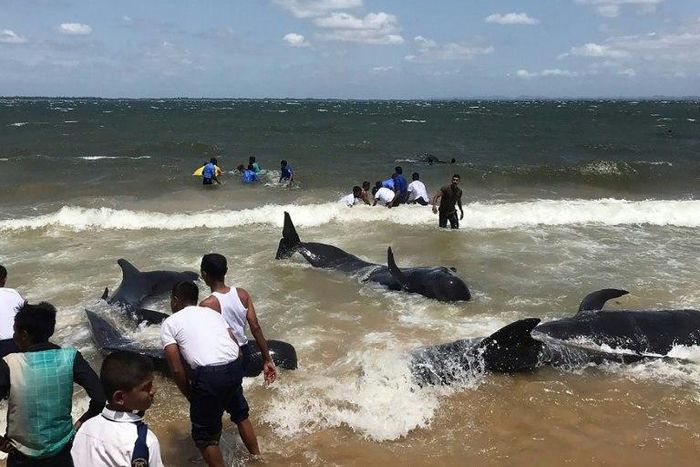 Members of the Sri Lankan Navy and local residents rescue a pod of about 20 stranded pilot whales off the island's northeastern coast, near the port of Trincomalee