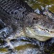 A man who accidently bumped into a crocodile while snorkeling in northern Australia escaped with minor injuries to his head as wildlife officers worked to track down the reptile