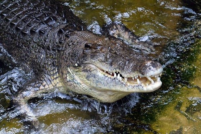 A man who accidently bumped into a crocodile while snorkeling in northern Australia escaped with minor injuries to his head as wildlife officers worked to track down the reptile