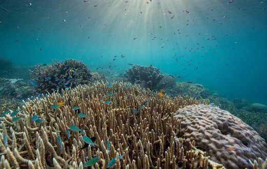 Watching 'Our Planet,' where the predator is us
