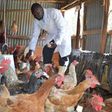 Poultry farming in Kisumu