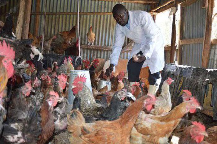 Poultry farming in Kisumu