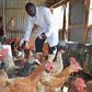 Poultry farming in Kisumu