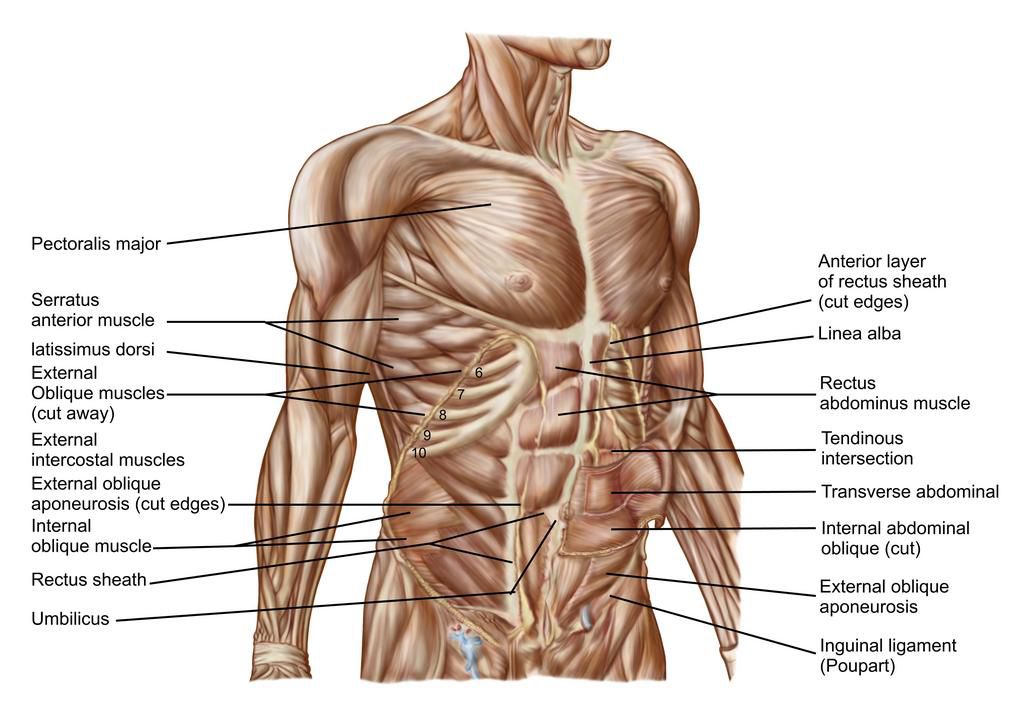 A diagram of the human abdominal muscle anatomy.