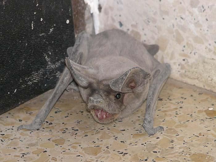 Angolan free-tailed bat