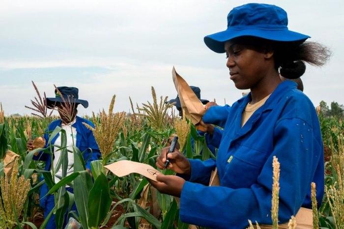 Plant breeders pollinate a plot of a heat-tolerant hybrid maize at the Chiredzi Research Station in Zimbabwe