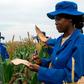 Plant breeders pollinate a plot of a heat-tolerant hybrid maize at the Chiredzi Research Station in Zimbabwe