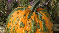 Warts(harrisseeds)