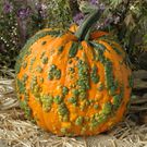 Genital warts(gardentrends)