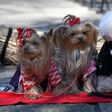Pet dogs look on during a pet blessing ceremony at Ichigaya Kamegaoka Hachimangu Shinto shrine in Tokyo on January 16, 2017
