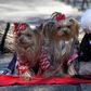 Pet dogs look on during a pet blessing ceremony at Ichigaya Kamegaoka Hachimangu Shinto shrine in Tokyo on January 16, 2017