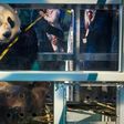 Xing Ya, one of the panda cubs, is introduced to the public at Schiphol airport