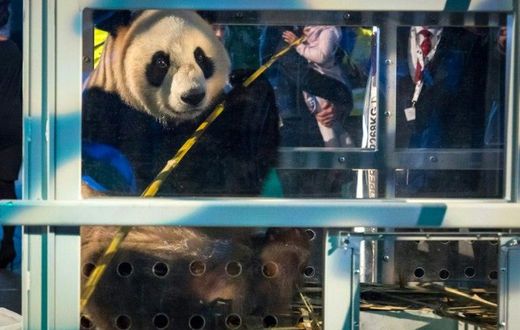 Xing Ya, one of the panda cubs, is introduced to the public at Schiphol airport