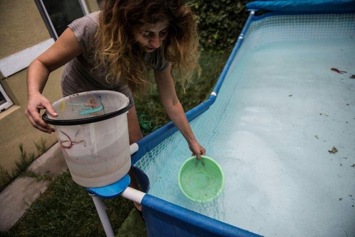 Woman draws water from a pool during a drinking water supply cut in Santiago, on February 26, 2017 where more than 1.4 million homes have been affected by a water cut from heavy rains in three regions of central Chile