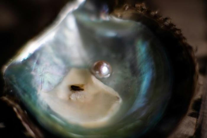 A glistening white pearl from a cultured farming technique invented in Japan that is in decline as experts die out in the ageing country