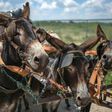 In South Africa villagers often rely on donkey-drawn carts to collect recycling material, firewood and sand for sale