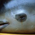 Mexico's vaquita marina population has declined from 200 in 2012 to 30
