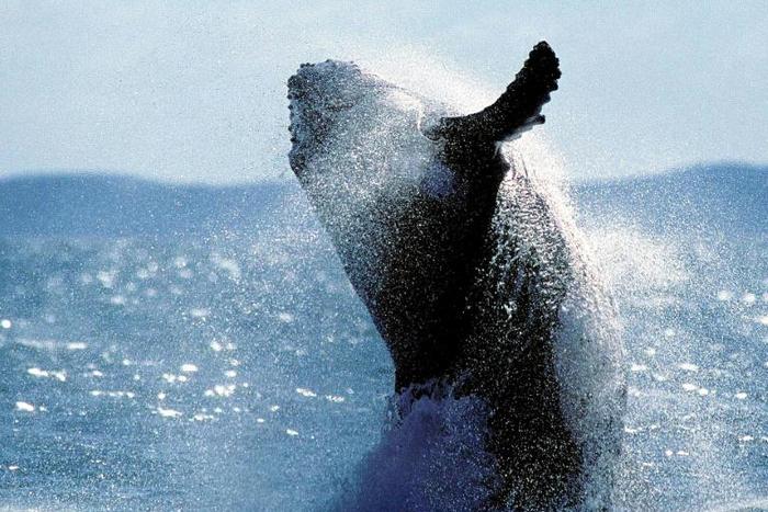 Canada's Prime Minister Justin Trudeau has raised concerns about Japan's plans to resume commercial whaling