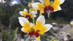 Watch a Flower That Seems to Remember When Pollinators Will Come Calling