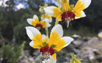 Watch a Flower That Seems to Remember When Pollinators Will Come Calling