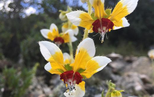 Watch a Flower That Seems to Remember When Pollinators Will Come Calling