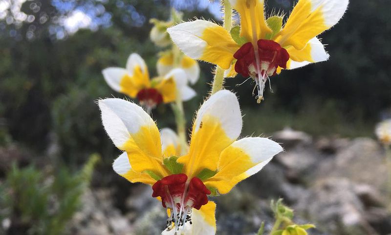 Watch a Flower That Seems to Remember When Pollinators Will Come Calling