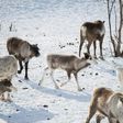 The disease turns reindeers' brains to mush
