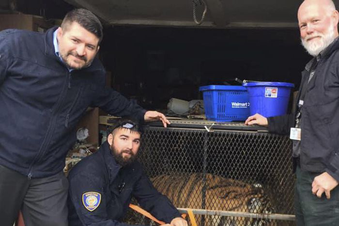 Tiger Found in Abandoned House by Person Who Just Wanted to Smoke Pot