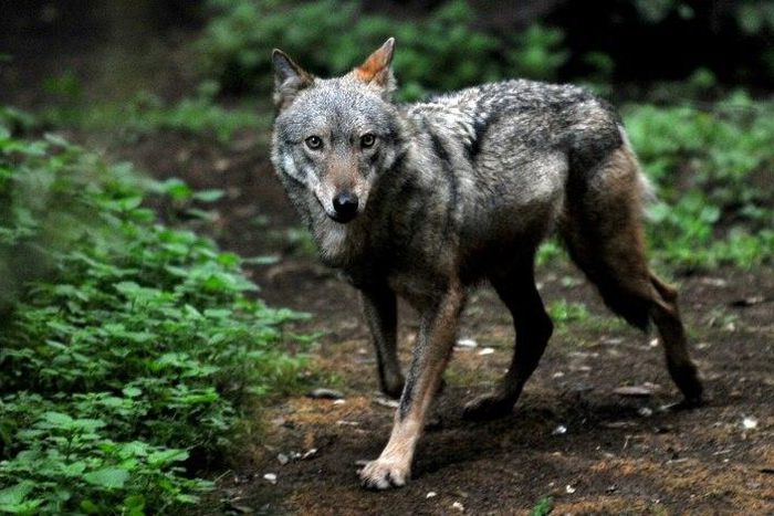 The plan could see 85 wolves killed a year