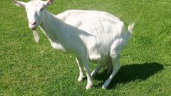 White goat(commons.wikimedia)