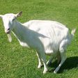 White goat(commons.wikimedia)