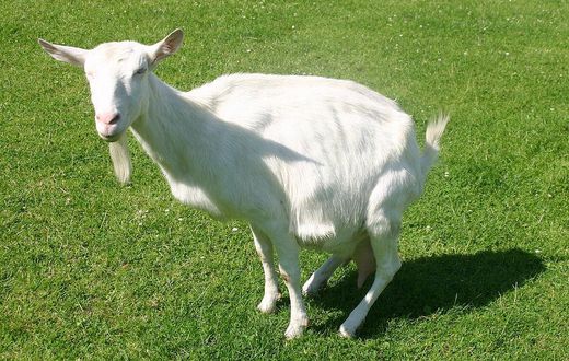 White goat(commons.wikimedia)