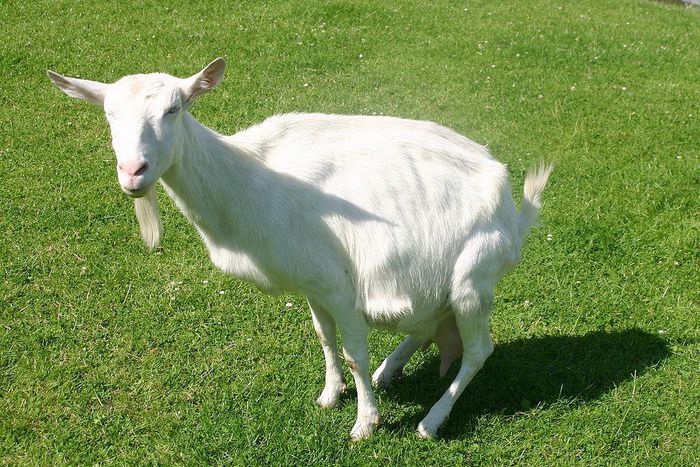 White goat(commons.wikimedia)