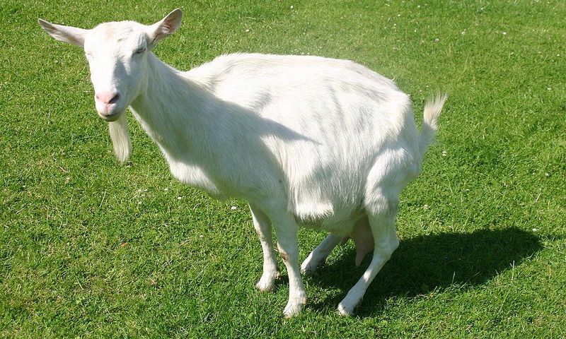 White goat(commons.wikimedia)