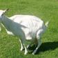 White goat(commons.wikimedia)