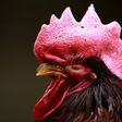 China has suspended trade in live poultry in several cities
