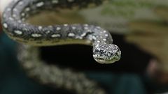 Python checks into rehab