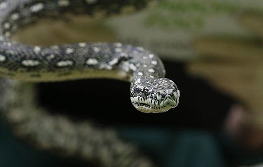 Python checks into rehab
