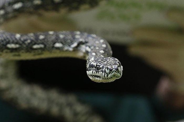 Python checks into rehab