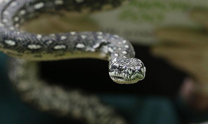 Python checks into rehab