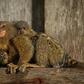 The marmosets, also known as thumb monkeys, are in demand on the black market as pets