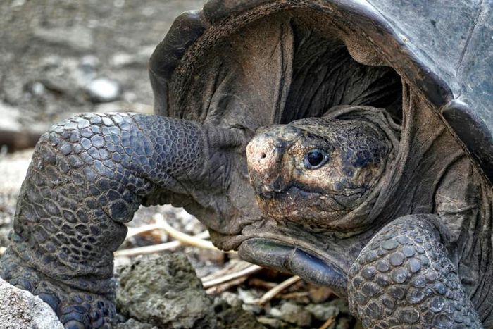 The Fernandina Giant Tortoise was thought to have become extinct more than 100 years ago until this adult female was discovered by conservationists on the Galapagos island of Fernandina on February 17, 2019